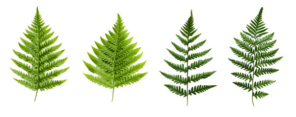 Four green fern fronds arranged horizontally on a white background with a transparent background PNG.