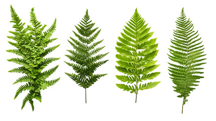 Four lush green fern leaves arranged in a row isolated on a transparent background.