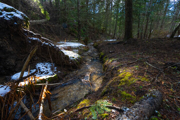 Stream in the forest