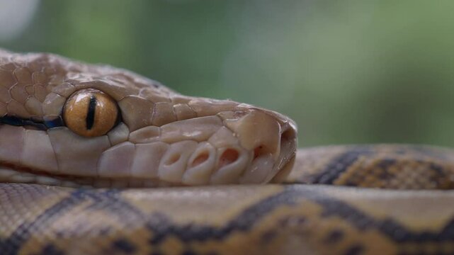 Pythons are reptiles that live in natural habitats.