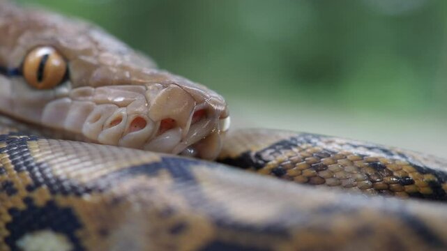 Pythons are reptiles that live in natural habitats.
