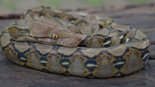 Pythons are reptiles that live in natural habitats.