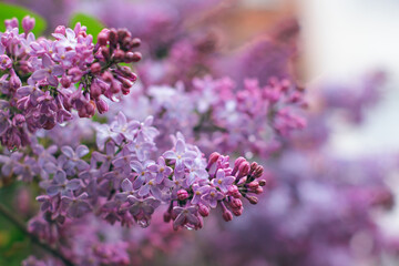 Lilac Branch with Dew Drops in Spring at Daytime After Rain - Close-Up, Selective Focus. Violet Spring Flowers with Soft Aroma. Spring and Summer Gardening. Lilac Blossom. Purple Lilac Bush