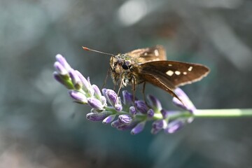 A straight swift (Parnara guttata) resting on the Grosso Lavender flower. Insect background material.