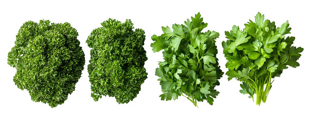 Obraz premium Four bunches of fresh green parsley with stems arranged in a row isolated against a white background, Transparent background PNG.