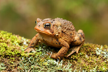 Toad sitting on a mossy boulder (Bufo sp.)