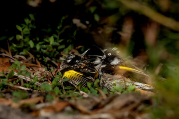 New Holland Honeyeater