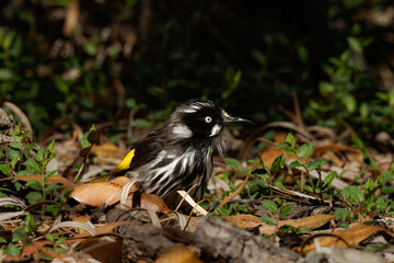 New Holland Honeyeater