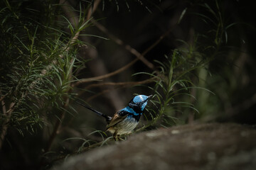 Superb Fairy Wren
