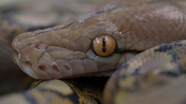 Pythons are reptiles that live in natural habitats.