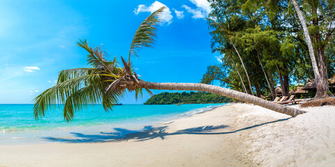 Single Palm tree