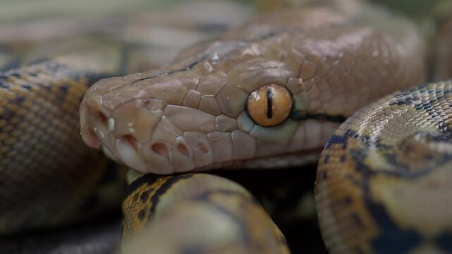 Pythons are reptiles that live in natural habitats.