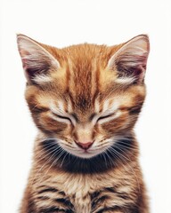 Obraz premium Mystic portrait of baby Bengal cat, copy space on right side, Headshot, Close-up View, isolated on white background