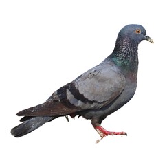 pigeon