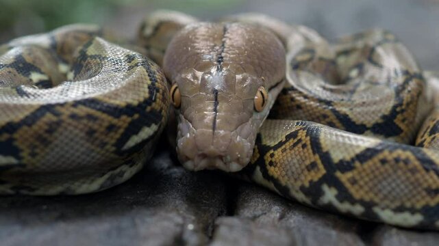 Pythons are reptiles that live in natural habitats.