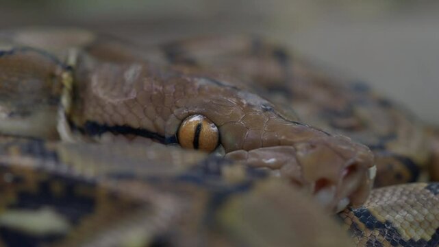 Pythons are reptiles that live in natural habitats.