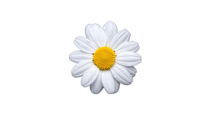 Obraz premium Daisy flower head on transparent background