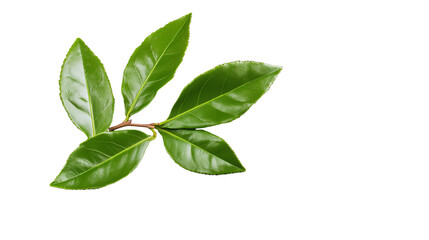 Fototapeta premium Leafy green branch arrangement on transparent background