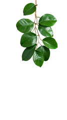 Green leafy stem on transparent background