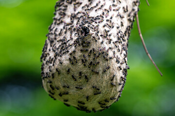 Wasp nest on tree branch in Brazilian rainforest
