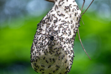 Wasp nest on tree branch in Brazilian rainforest