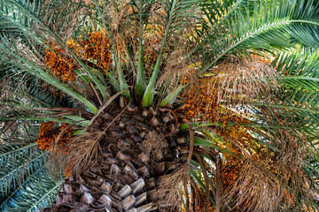 Palm Tree with various colour leaves