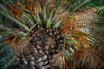 Palm Tree with various colour leaves