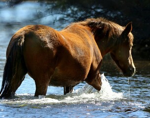 Wild Horse in the River 