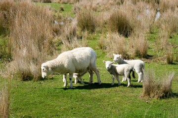 Obraz premium Sheeps Grazing on Pasture Among Large Grass Bushes: Rural New Zealand