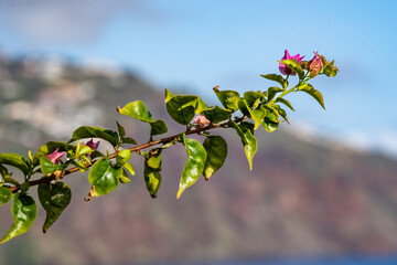 bougainvillea plant madeira Portugal