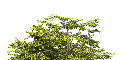 tree branch PNG. green tree branch on transparent background. green leaf tree branch isolated on transparent background. PNG Corner tree on transparent background. PNG Green leaves for corner.