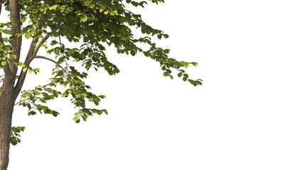 tree branch PNG. green tree branch on transparent background. green leaf tree branch isolated on...