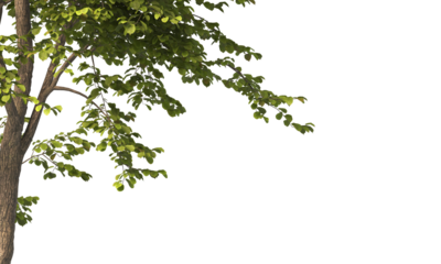 tree branch PNG. green tree branch on transparent background. green leaf tree branch isolated on transparent background. PNG Corner tree on transparent background. PNG Green leaves for corner.