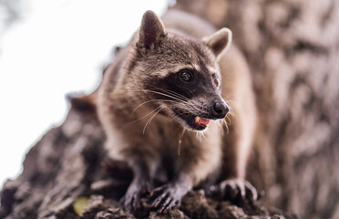 plano horizontal de un mapache en un árbol 