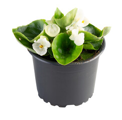 White flowering begonia in a pot cut out isolated transparent background