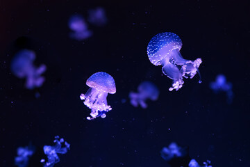 Group of fluorescent jellyfish swimming underwater aquarium pool. The spotted australian jellyfish,...