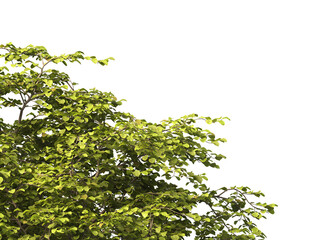 tree branch PNG. green tree branch on transparent background. green leaf tree branch isolated on transparent background. PNG Corner tree on transparent background. PNG Green leaves for corner.