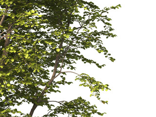 tree branch PNG. green tree branch on transparent background. green leaf tree branch isolated on transparent background. PNG Corner tree on transparent background. PNG Green leaves for corner.