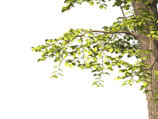 tree branch PNG. green tree branch on transparent background. green leaf tree branch isolated on transparent background. PNG Corner tree on transparent background. PNG Green leaves for corner.