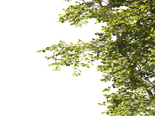 tree branch PNG. green tree branch on transparent background. green leaf tree branch isolated on transparent background. PNG Corner tree on transparent background. PNG Green leaves for corner.