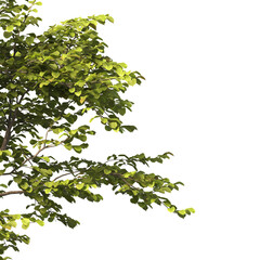 tree branch PNG. green tree branch on transparent background. green leaf tree branch isolated on transparent background. PNG Corner tree on transparent background. PNG Green leaves for corner.