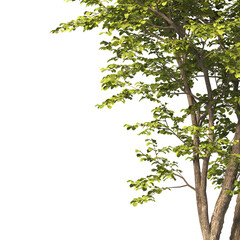 Obraz premium tree branch PNG. green tree branch on transparent background. green leaf tree branch isolated on transparent background. PNG Corner tree on transparent background. PNG Green leaves for corner.