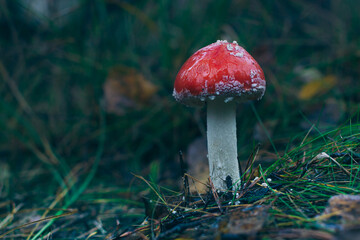 Young Amanita Muscaria, Known as the Fly Agaric or Fly Amanita: Healing and Medicinal Mushroom with Red Cap Growing in Forest. Can Be Used for Micro Dosing, Spiritual Practices and Shaman Rituals