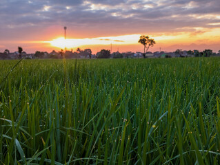 Beautiful green rice fields wit dew water in spring morning with blue sky and yellow sunrise, wide angle view of rice paddy fields in indonesia.