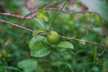 Key lime or Acid lime hanging from tree