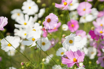 Fototapeta premium Field of blooming multicolored cosmos flowers in winter season 