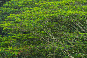 Rainforest Vegetation on the Island of Kauai, Hawaii. Scenes from Hawaii.