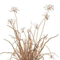 dry grass isolated on transparent background. close up dry grass with leaves PNG. Isolated dry...