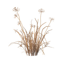 dry grass isolated on transparent background. close up dry grass with leaves PNG. Isolated dry grass on white background. side view of cutout dry grass. transparent dry grass.