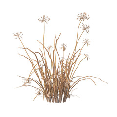dry grass isolated on transparent background. close up dry grass with leaves PNG. Isolated dry...